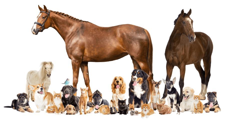 Group of pets (cats, dogs, birds, horses)