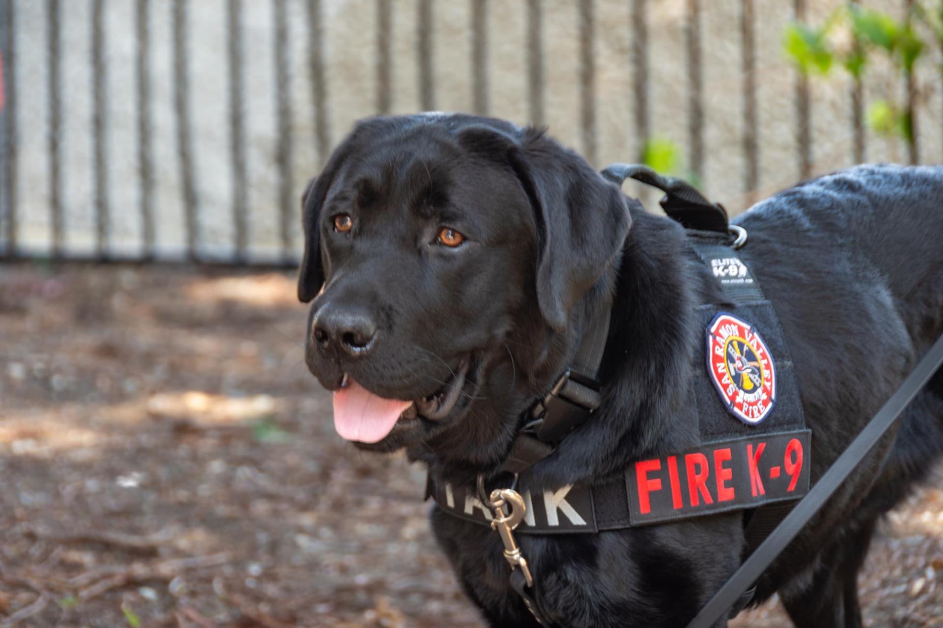 K9 Tank with vest